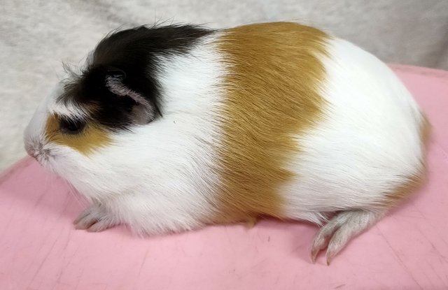 Little Furry - Guinea Pig Small & Furry
