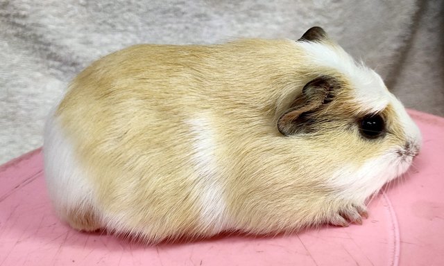 Little Furry - Guinea Pig Small & Furry