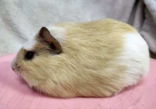 Little Furry - Guinea Pig Small & Furry