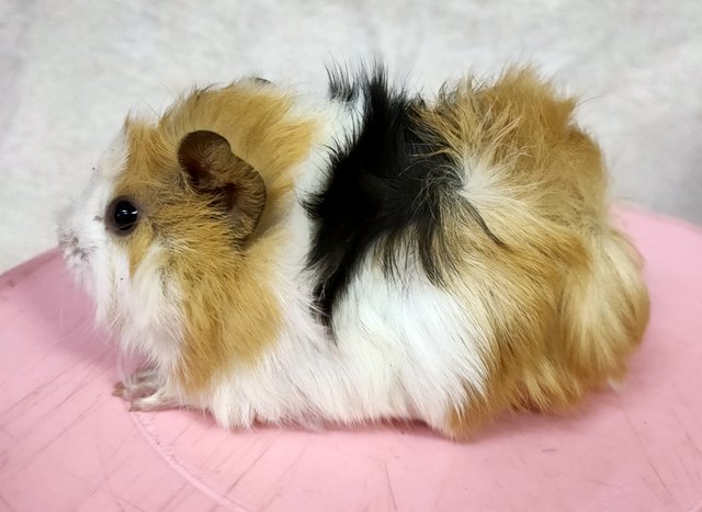 Little Furry - Guinea Pig Small & Furry