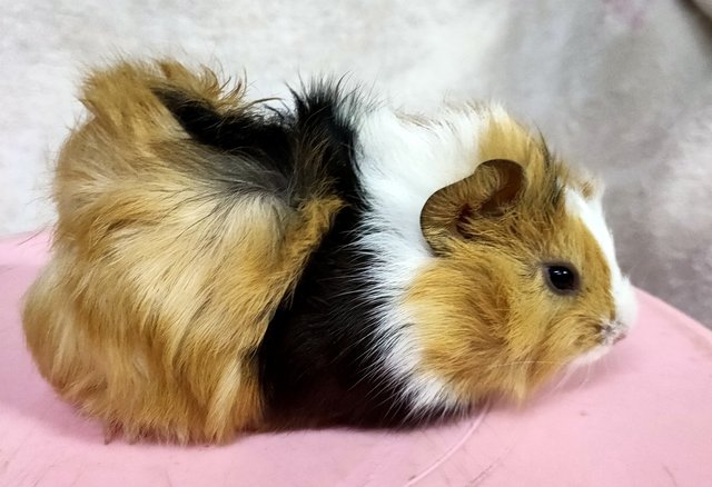 Little Furry - Guinea Pig Small & Furry