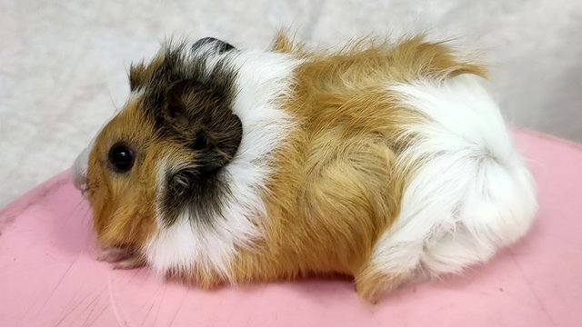 Little Furry - Guinea Pig Small & Furry