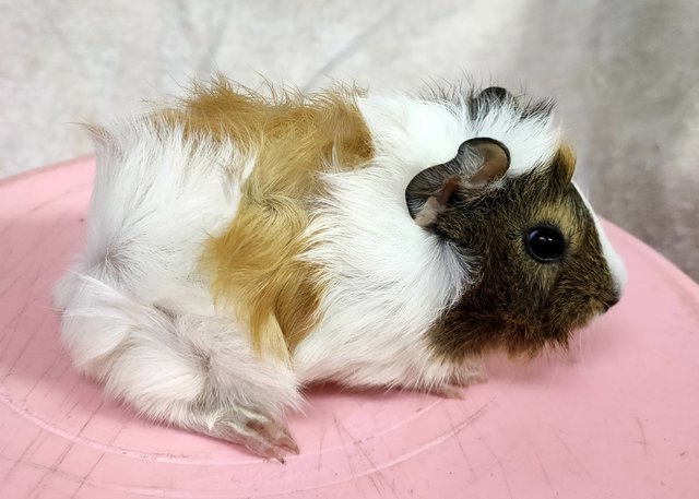 Little Furry - Guinea Pig Small & Furry