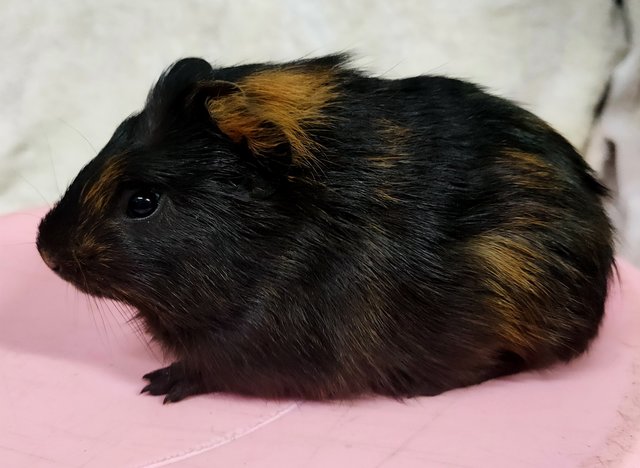 Little Furry - Guinea Pig Small & Furry