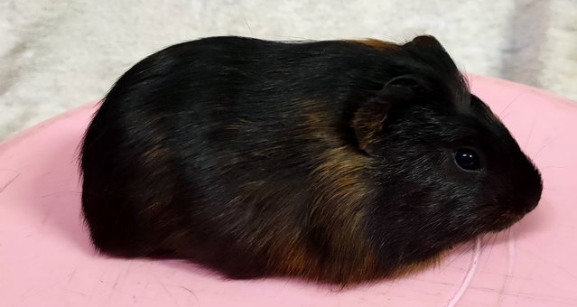 Little Furry - Guinea Pig Small & Furry