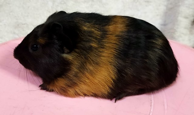 Little Furry - Guinea Pig Small & Furry