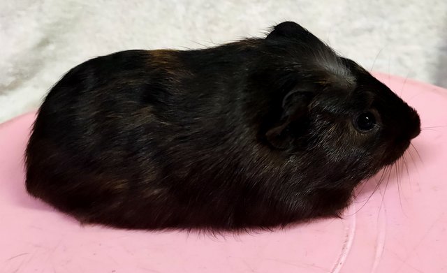 Little Furry - Guinea Pig Small & Furry