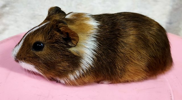 Little Furry - Guinea Pig Small & Furry
