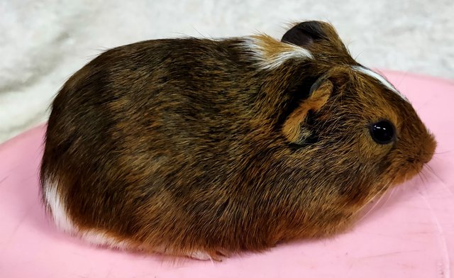 Little Furry - Guinea Pig Small & Furry