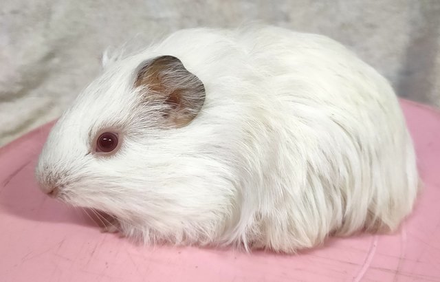 Little Furry - Guinea Pig Small & Furry