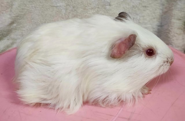 Little Furry - Guinea Pig Small & Furry