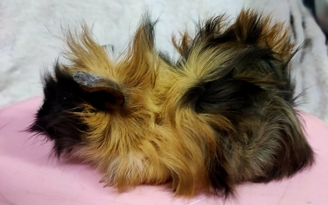 Little Furry - Guinea Pig Small & Furry