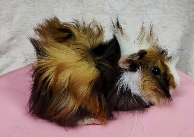 Little Furry - Guinea Pig Small & Furry