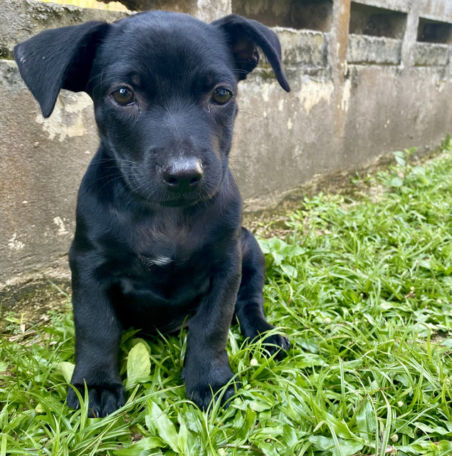Puppy #2 For Adoption - Mixed Breed Dog