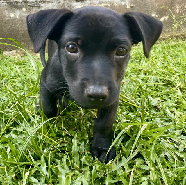 Puppy #2 For Adoption - Mixed Breed Dog