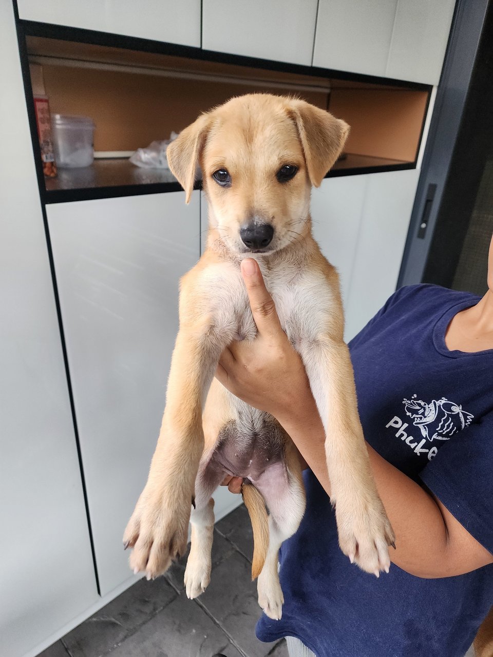 Luna - Carolina Dog + Jindo Dog