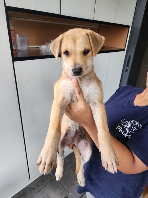 Luna - Carolina Dog + Jindo Dog