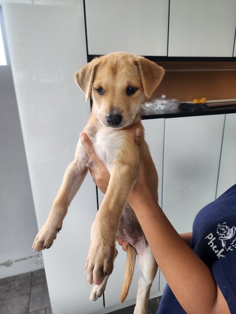 Luna - Carolina Dog + Jindo Dog