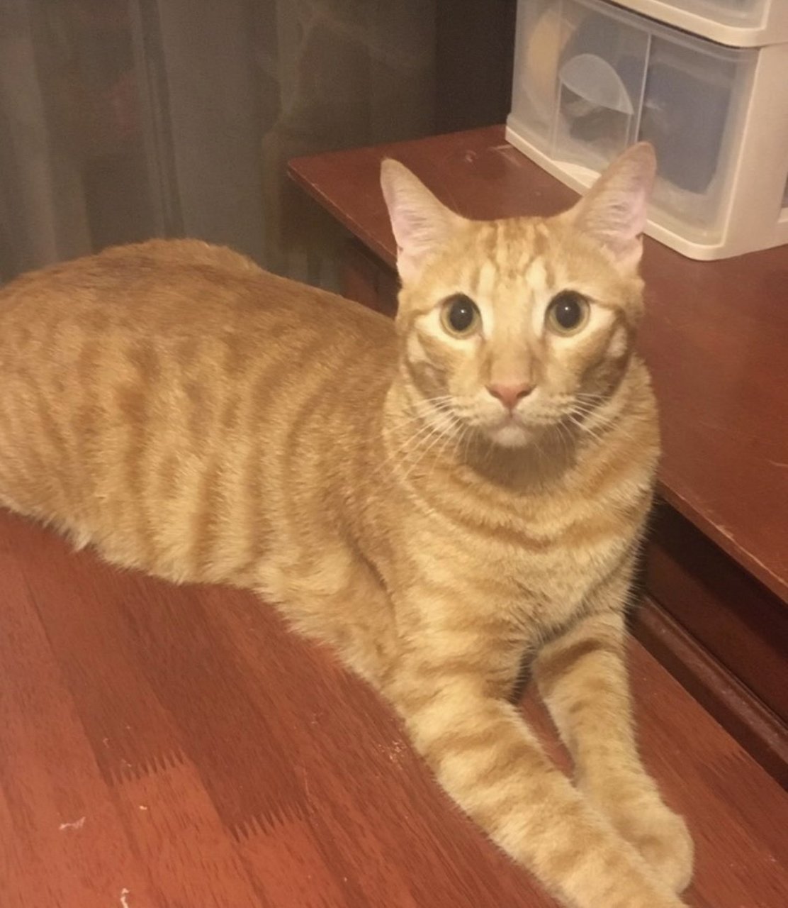Apollo - Tabby + Domestic Short Hair Cat