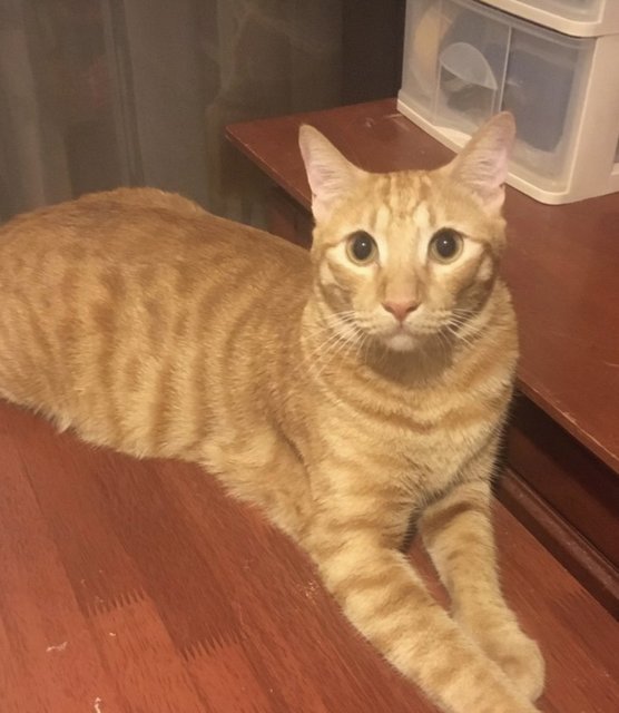 Apollo - Tabby + Domestic Short Hair Cat