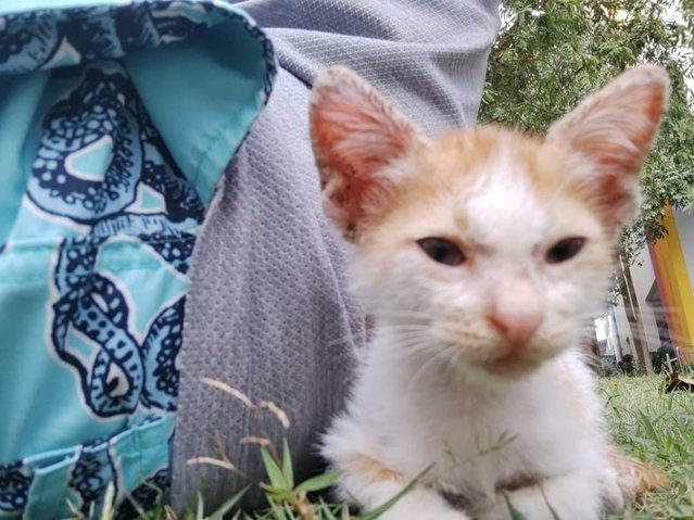 Caramel Pancake (Mel) - Domestic Short Hair Cat