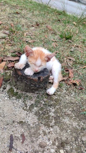 Caramel Pancake (Mel) - Domestic Short Hair Cat