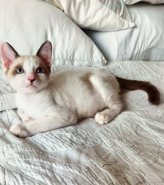 Vanilla - Domestic Short Hair Cat