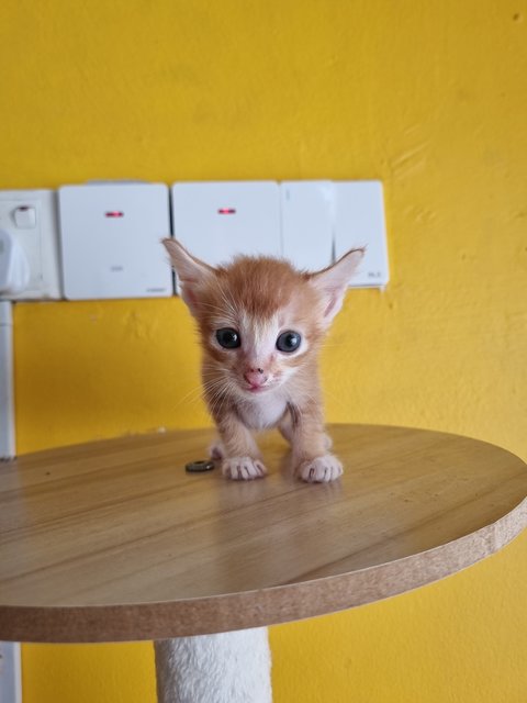 Katty - Domestic Medium Hair Cat
