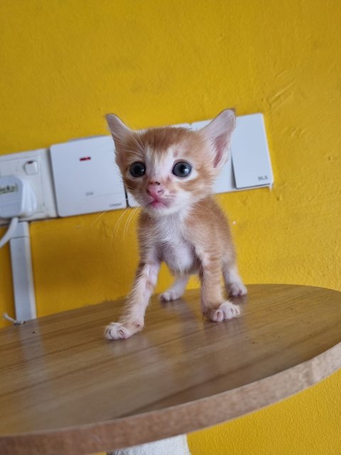 Katty - Domestic Medium Hair Cat