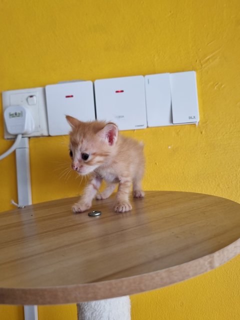 Katty - Domestic Medium Hair Cat