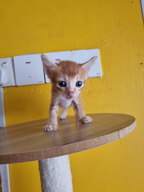 Katty - Domestic Medium Hair Cat
