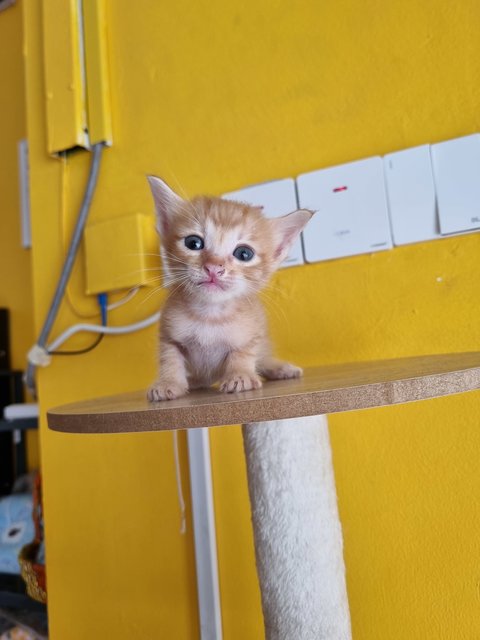 Allen - Domestic Medium Hair Cat