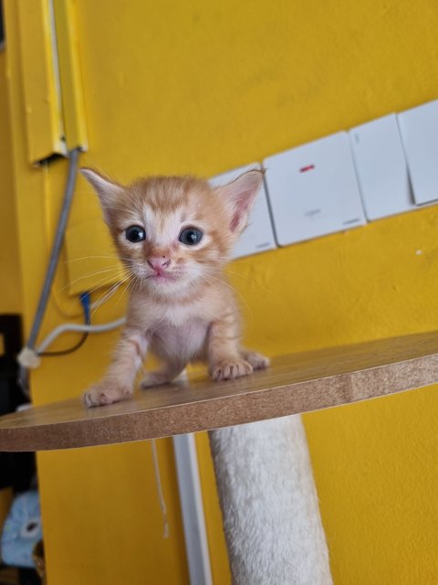 Allen - Domestic Medium Hair Cat