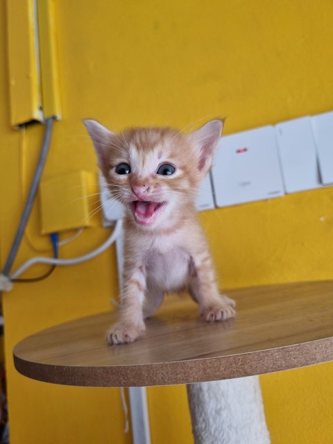 Allen - Domestic Medium Hair Cat