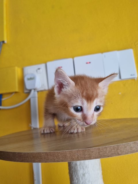 Allen - Domestic Medium Hair Cat