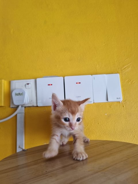 Allen - Domestic Medium Hair Cat