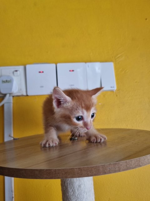 Allen - Domestic Medium Hair Cat