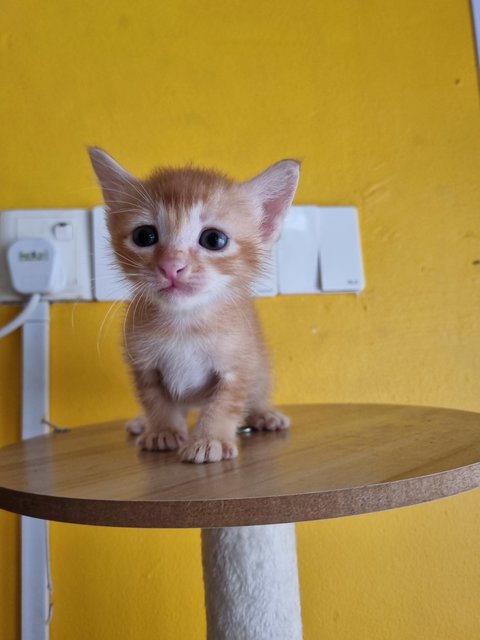 Venice  - Domestic Medium Hair Cat