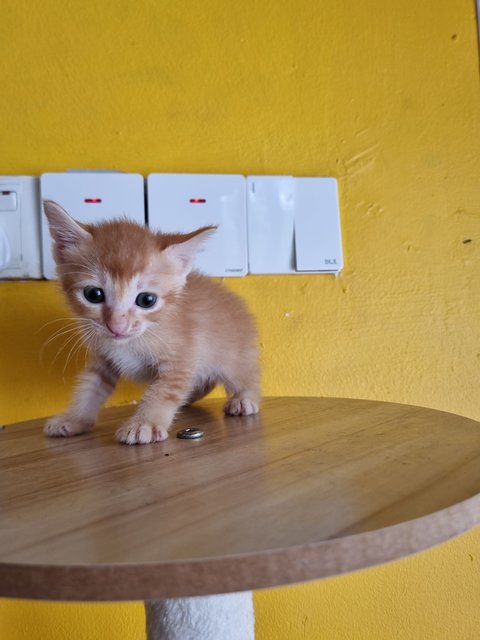 Venice  - Domestic Medium Hair Cat