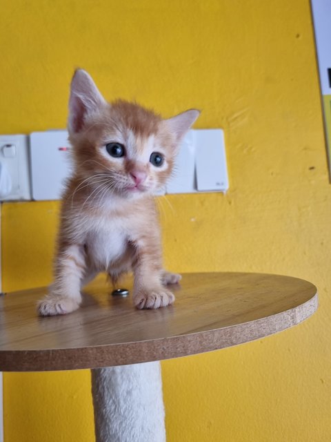 Venice  - Domestic Medium Hair Cat