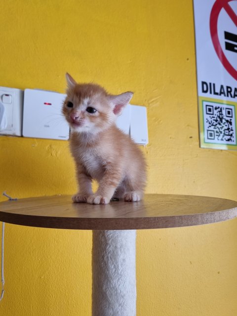 Venice  - Domestic Medium Hair Cat