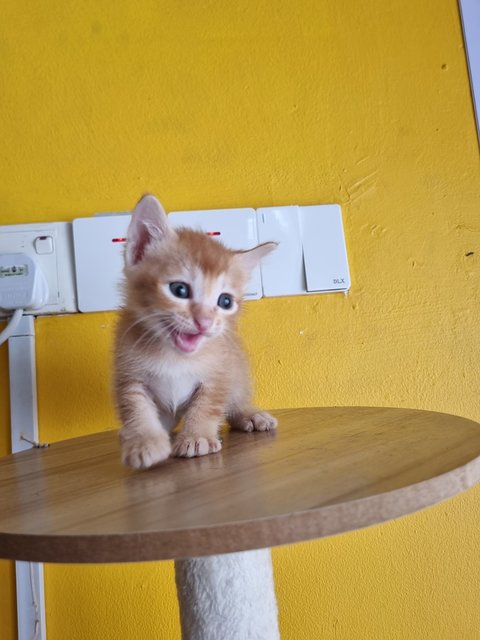 Venice  - Domestic Medium Hair Cat