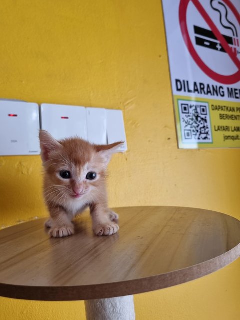 Venice  - Domestic Medium Hair Cat