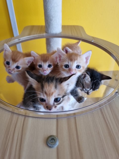 Venice  - Domestic Medium Hair Cat