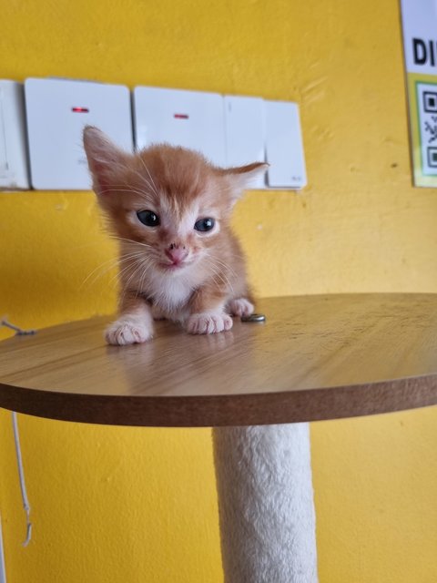 Matt - Domestic Medium Hair Cat