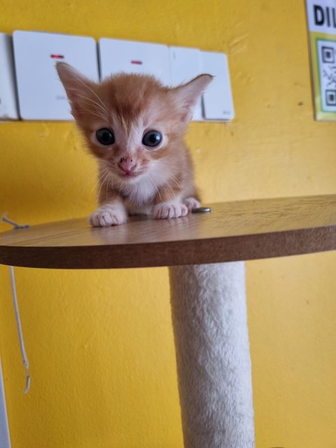 Matt - Domestic Medium Hair Cat
