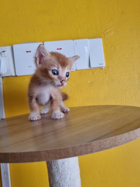 Matt - Domestic Medium Hair Cat