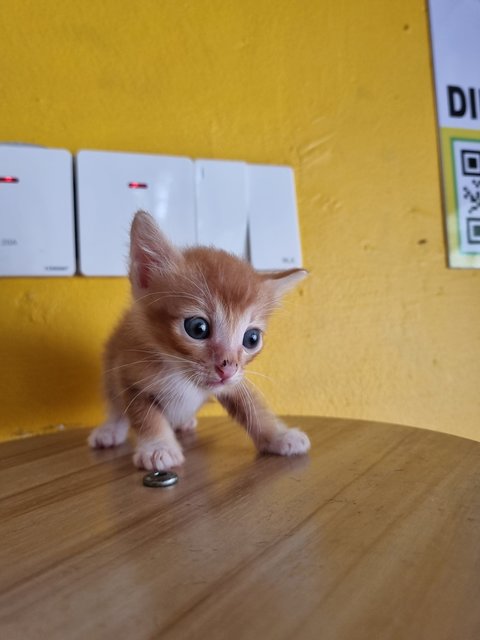 Matt - Domestic Medium Hair Cat