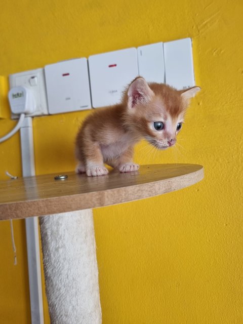 Matt - Domestic Medium Hair Cat
