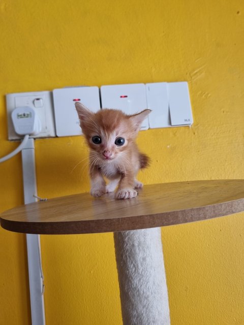 Matt - Domestic Medium Hair Cat